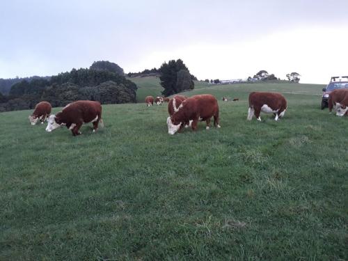 cows in paddock